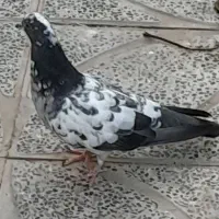 کبوتر