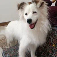 سگ اشپیتز