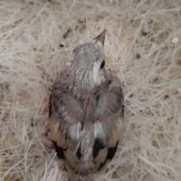 جوجه سهره ...سرلاکی