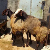 قوچ افشار