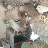 کفتر