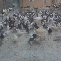 فضله کبوتر خانگی