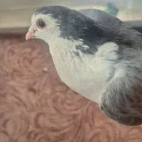 کبوتر بدرنگ نر