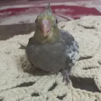 جوجه عروس هلندی سرلاکی ۴۵۰ تومان