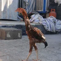 جوجه لاری