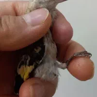جوجه سهره نر بشرط