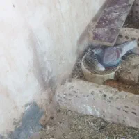 کفتر فروشی