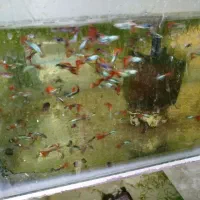 حراج گوپی