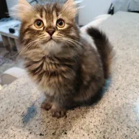 بچه گربه بریتیش لانگ