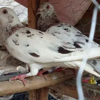 کبوتر سار