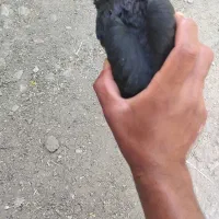 کفتر|پرنده|قلعه گنج, |دیوار