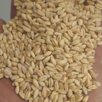 حبوبات گندم و جو