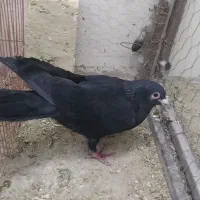 کفتر