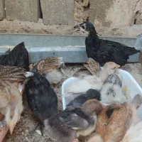 جوجه دوماهه
