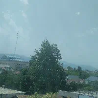 خرید چوب جنگلی و باغی