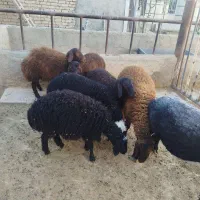 بره نرو  ماده