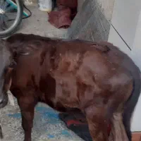 فروش گوساله