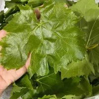 برگ مو