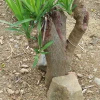 بن سای