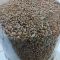 فروش 300 کیلو گندم بابهترین کیفیت