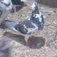 پرنده کبوتر پلاکی ویگن