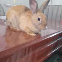 حیوان خانگی