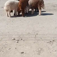 7عددبره