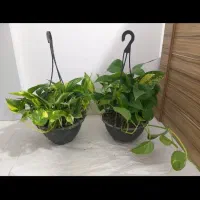 گل طبیعی|گل و گیاه طبیعی|ساوه, |دیوار