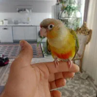 گرینچیک گمشده|حیوانات|شیراز, ریشمک|دیوار