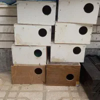 لونه عروس و کوتوله