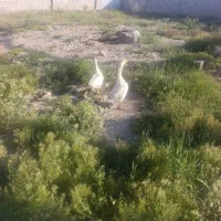 قوغاز اکراینی نر وماده