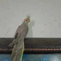 گمشده عروس هلندی نر
