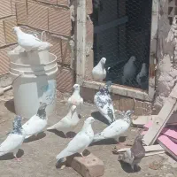 کفتر ناب