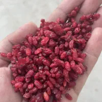 زرشک|خوردنی و آشامیدنی|نیشابور, فضل|دیوار