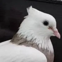 کفتر