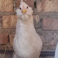 مرغ گلین
