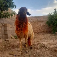 شیشک قوچ سنجابی