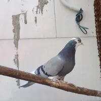 کبوتر ابلغ