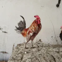 خروس و مرغ  گلین