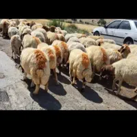 گوسفند|حیوانات مزرعه|زرین آباد, |دیوار