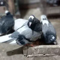 جوجه بوم ندیده
