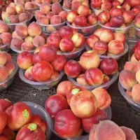 استخدام کارگر ماهر و ساده در یک میوه فروشی