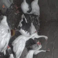 فروش ده غاز بالغ و جوان و چاق