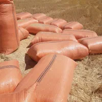 فروش سی شلیف کاه گندم