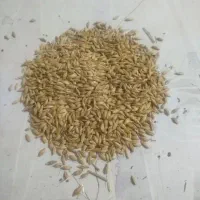 جو محلی درجه یک تمیز چاق