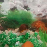 آکواریوم حلزون سیب