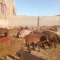 پیدا شده گوسفند در جاده روستای رنگان