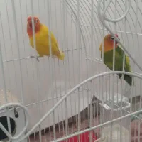 جفت کوتوله