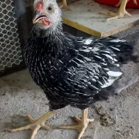 مرغ ویاندوت