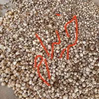 سیر کوهی یا همان موسیر اسنم